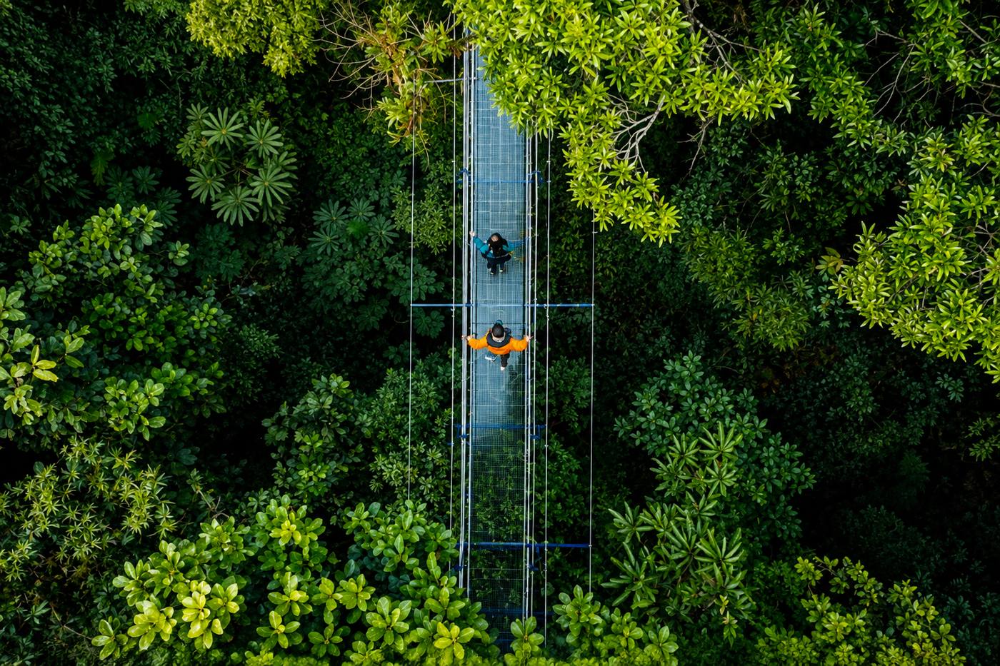Aerial view of visitors crossing a suspended bridge through the treetops