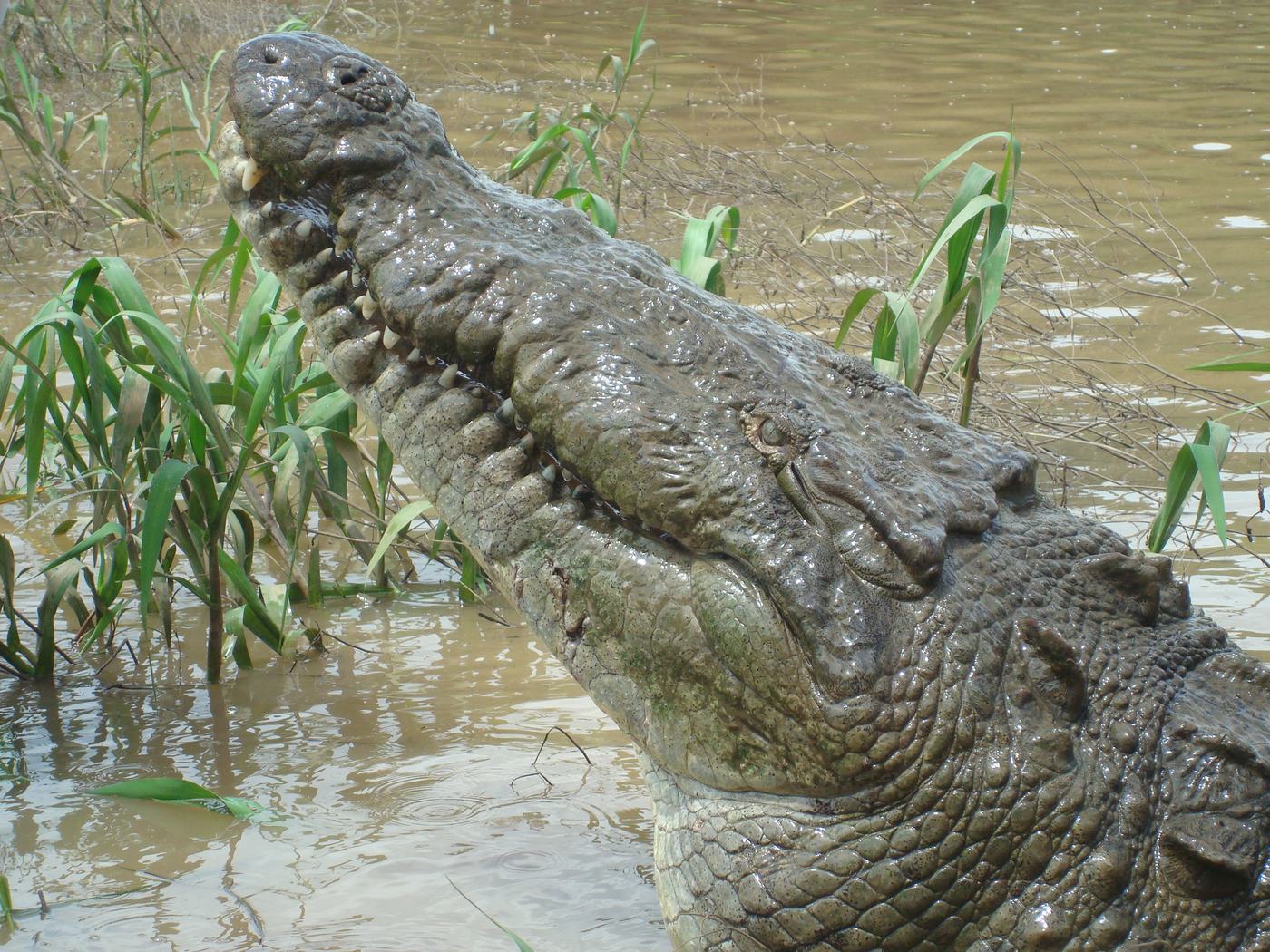 American crocodile spotted on a Manuel Antonio river boat tour