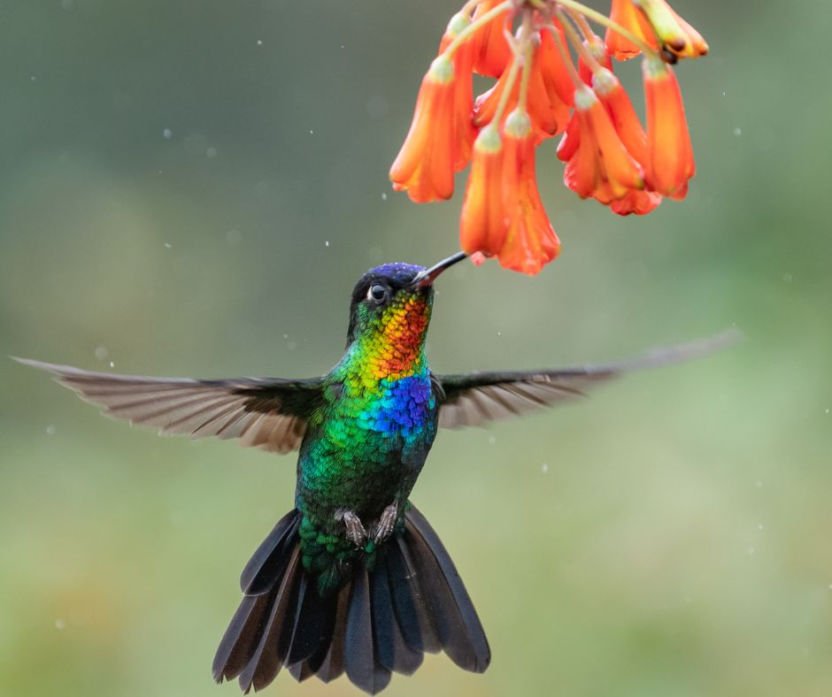 Birdwatching Tour in Sarapiquí, Costa Rica