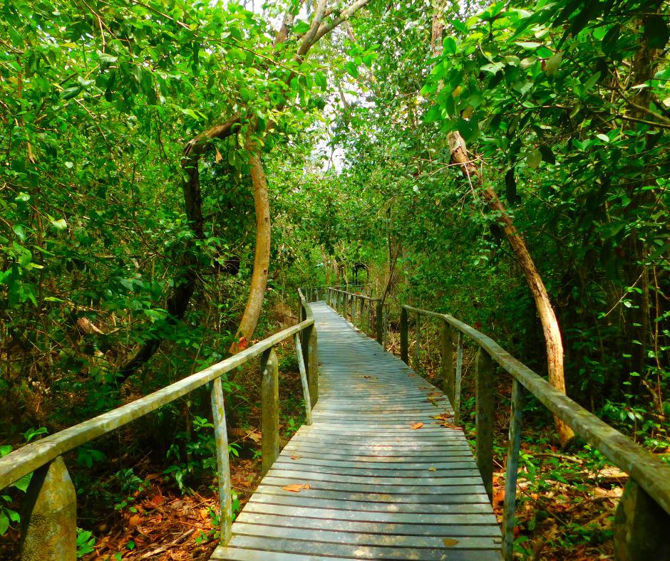 Boardwalk trail through Cahuita National Park