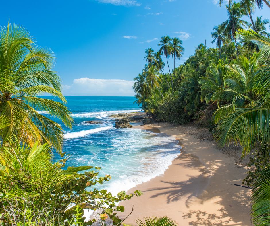 Manzanillo beach lined with palm trees
