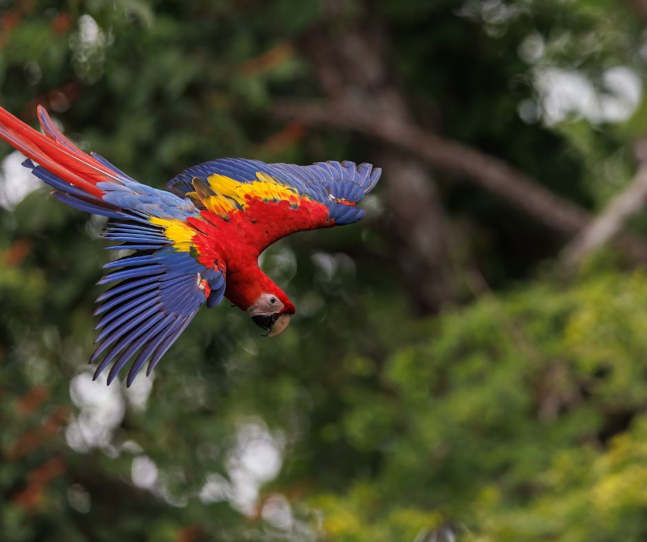 Marino Ballena National Park – Wildlife & Bird Watching in Corcovado & Marino Ballena, Costa Rica
