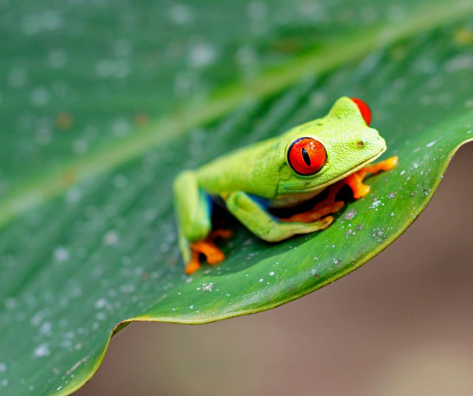 Red-eyed tree frog resting on a leaf in Tortuguero