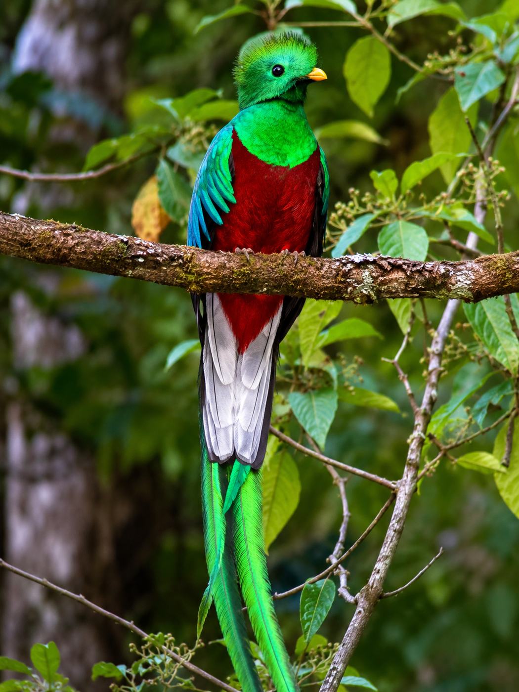 Resplendent quetzal spotted on a Monteverde birdwatching tour