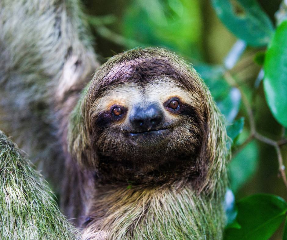 Three-toed sloth on a Sloth Sanctuary Tour near Arenal