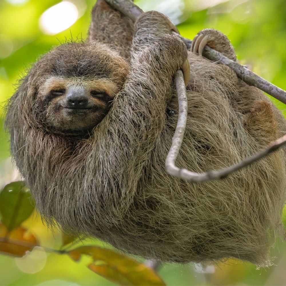 Three-toed sloth resting in the trees of Manuel Antonio National Park