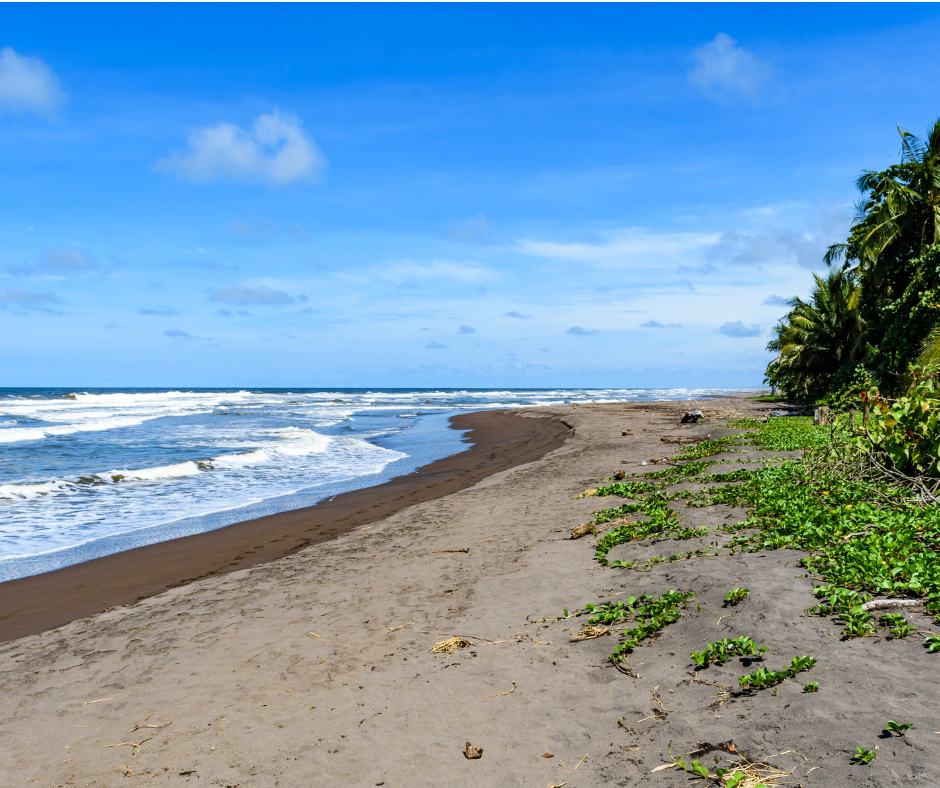 Tortuguero's black sand beach lined with palm trees