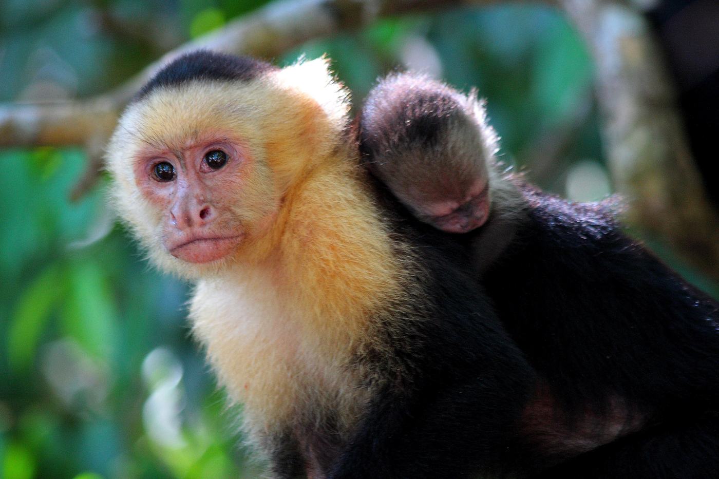 White-faced capuchin monkey carrying its baby in Manuel Antonio National Park