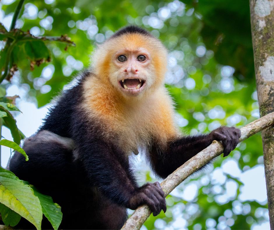 White-faced capuchin monkey spotted in Tortuguero National Park