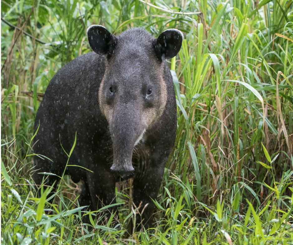 Wildlife & Bird Watching in Corcovado & Marino Ballena, Costa Rica