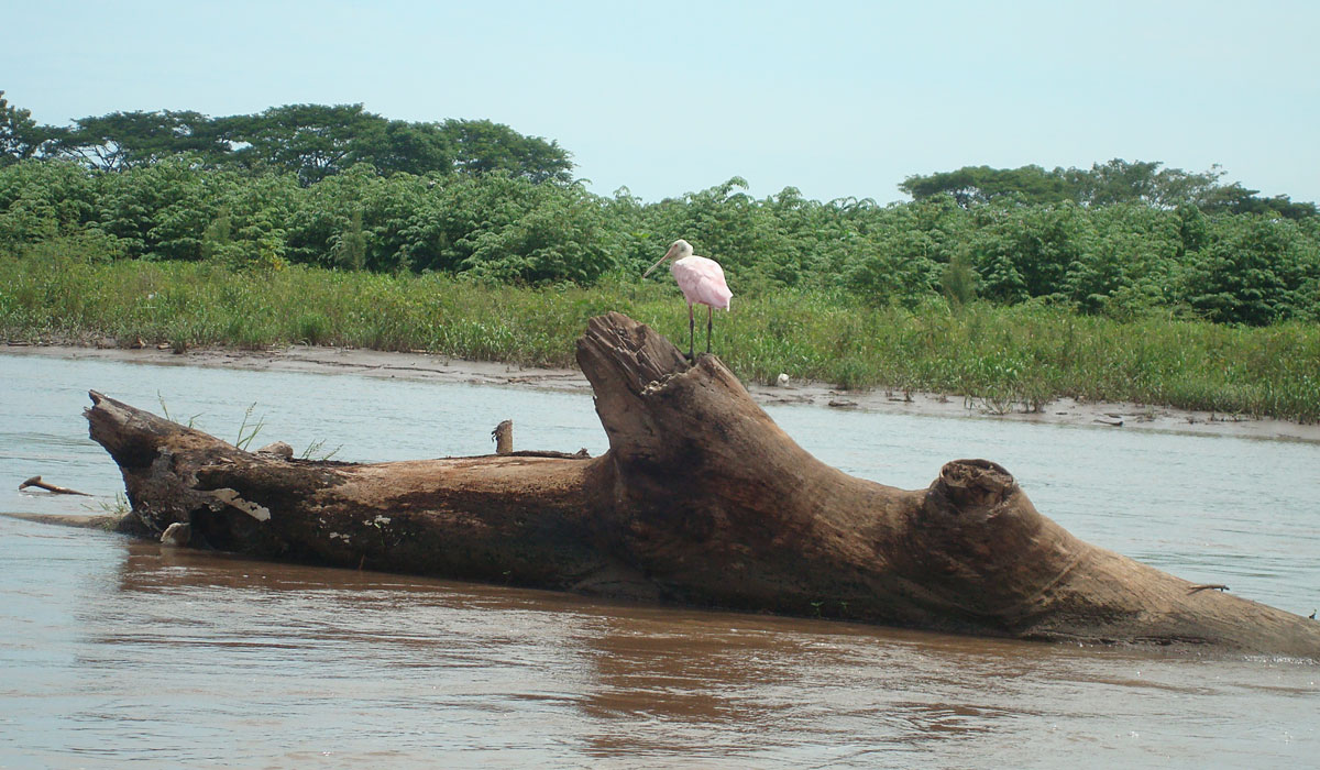 Tortuguero Costa Rica