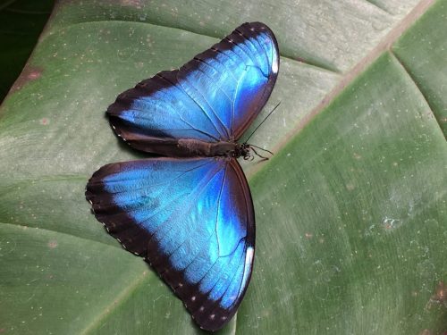 Blue Morpho Butterfly Costa Rica
