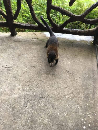 Coati Mundi La Paz Waterfall Costa Rica