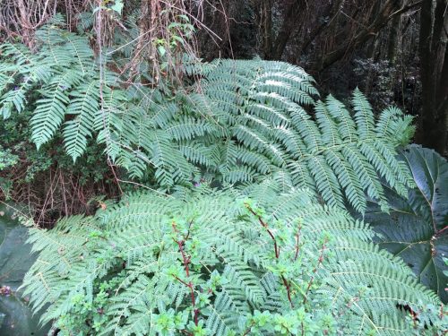 Ferns Poas Volcano Costa Rica