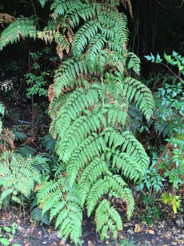 Ferns1 Poas Volcano Costa Rica