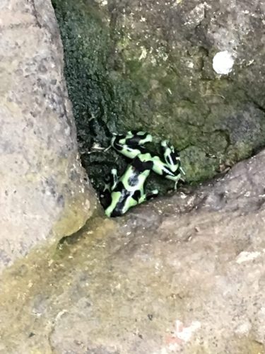 Green Arrow Frog La Paz Waterfall Costa Rica