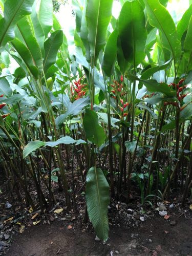 Heliconias Costa Rica