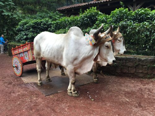 Oxcart Costa Rica La Paz Waterfall