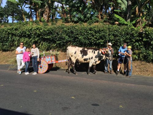 Oxcart Costa Rica