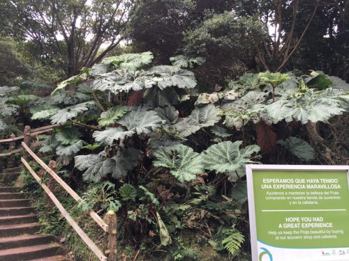 Poor Umbrella Leaves Poas Volcano