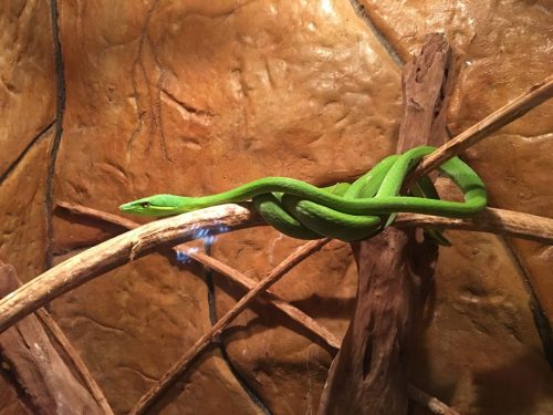 Snake La Paz Waterfall Costa Rica