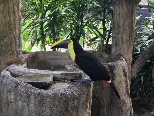 Toucan La Paz Waterfall Costa Rica