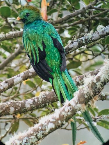 Trogon Lodge Quetzal quest