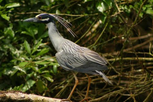 ANIMALES-AVE-GARZA-CORONA-AMARILLA-ANIMALS-BIRDS-YELLOW-CROWN-HERON-