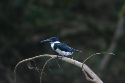 ANIMALES-AVE-MARTIN-PESCADOR-ANIMALS-BIRDS-AMAZON-KINGFISHER