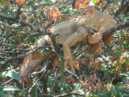 Iguana