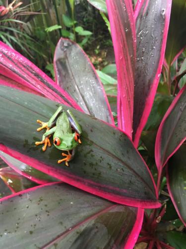Red-Eye-Frog-Tortuguero (1)
