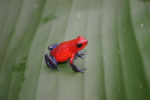 animales-rana-venenosa-animals-blue-jeans-poison-dart-frog (1)